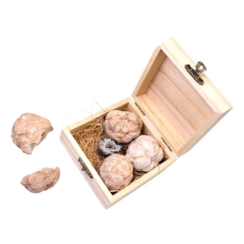 Alipis 1 Schachtel Edelstein Grab Kit für Lehrreiches mit Echten Edelsteinen Spaßige Entdeckung von Kristallen Mineralien für Kleine Wissenschaftsinteressierte Sicheres Material für Alipis 1 Schachtel Edelstein Grab Kit für Lehrreiches mit Echten Edelsteinen Spaßige Entdeckung von Kristallen Mineralien für Kleine Wissenschaftsinteressierte Sicheres Material für von Alipis