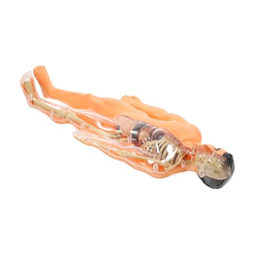 Alipis 1 Set Menschliches Skelett Spielzeugteile Puzzle Anatomiemodell Anatomie Für Jungen Mädchen Früherziehung Lehrmittel Anatomiepuzzle Dreidimensionale Organpuzzles Menschlicher von Alipis