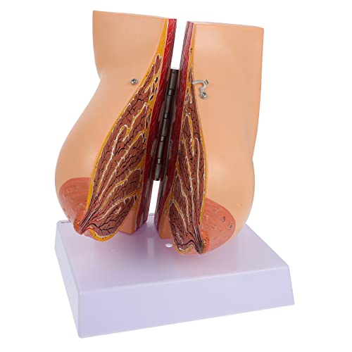 Alipis 1 Stück Anatomisches Brustmodell aus Realistisches Lehrinstrument zur Erklärung Menschlichen Bruststruktur für Medizinstudenten und Pflegekräfte für und von Alipis