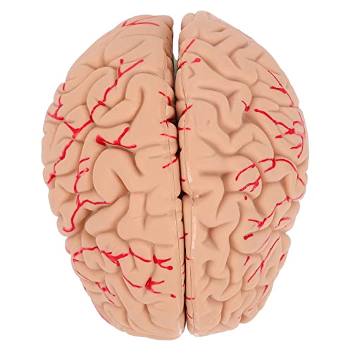 Alipis 1 Stück Anatomisches Gehirnmodell Zerlegbares Teiliges für Medizinische Lehre Material für Universitäten Trainingsinstitutionen von Alipis