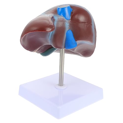 Alipis 1 Stück Anatomisches Lebermodell Menschliches Leberanatomie Modell mit Stabilem Sockel für Medizinische Ausbildung und Lehrzwecke um Anatomiekenntnisse zu Vertiefen Alipis 1 Stück Anatomisches Lebermodell Menschliches Leberanatomie Modell mit Stabilem Sockel für Medizinische Ausbildung und Lehrzwecke um Anatomiekenntnisse zu Vertiefen von Alipis