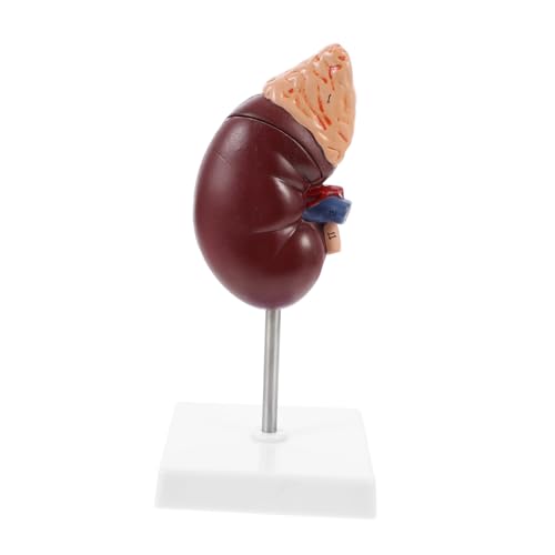 Alipis 1 Stück Anatomisches Lehrmodell mit Nebennieren für Medizinische Ausbildung und Demonstration Basis und Halterung Detailreiche Ausführung für Effektiven Unterricht von Alipis