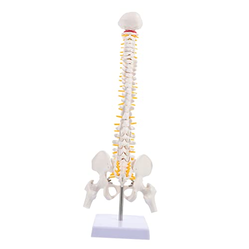 Alipis 1 Stück Anatomisches Wirbelsäulenmodell aus PVC Flexibles Skelettmodell für Lehrzwecke Detaillierte Darstellung von Bandscheiben Nerven für Studenten Ärzte von Alipis
