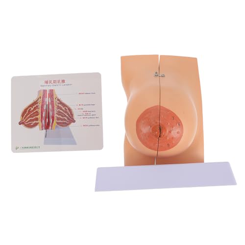 Alipis 1 Stück Brustmodell Simulation Menschliches Organ Anatomiemodell Groß Brustform Stillmodell Laktationsmodell Menschliches Anatomie -modell Pvc Alipis 1 Stück Brustmodell Simulation Menschliches Organ Anatomiemodell Groß Brustform Stillmodell Laktationsmodell Menschliches Anatomie -modell Pvc von Alipis
