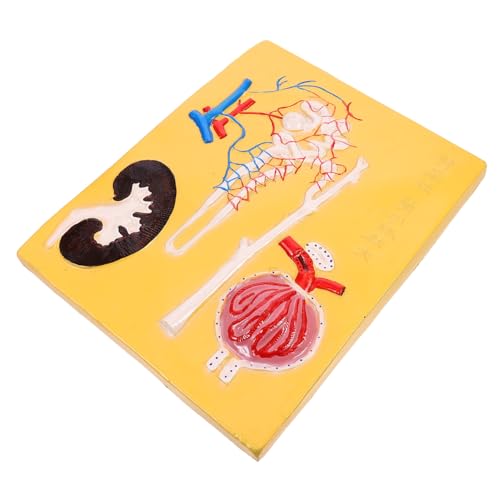 Alipis 1 Stück Corpuscle Modell Anatomisches Modell für Mittelschule Biologisches Lehrmittel für Lehrreiche Demonstration Einfach zu Bedienen Leuchtende für Unterricht Ausstellung von Alipis