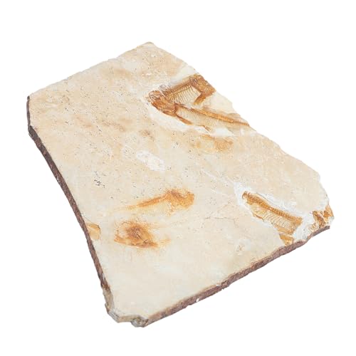 Alipis 1 Stück Fischornament Fossilien Unterrichtsmaterial für Tischdekoration und Simulation Modell Zufälliges Design für Bildung und Sammlung von Alipis