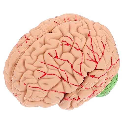 Alipis 1 Stück Gehirnmodell Wissenschaftliches Menschliches Gehirn Anatomisch Lebensechtes Modell Der Gehirnanatomie Anatomiemodell Display-modell Des Gehirns Schaufensterpuppe Pvc Alipis 1 Stück Gehirnmodell Wissenschaftliches Menschliches Gehirn Anatomisch Lebensechtes Modell Der Gehirnanatomie Anatomiemodell Display-modell Des Gehirns Schaufensterpuppe Pvc von Alipis