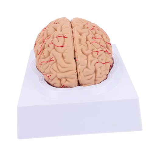 Alipis 1 Stück Gehirnmodell im Klassenzimmer brain model PVC-Gehirnmodell Schädelmodell Anatomiemodell medizinisches zerebrovaskuläres Modell Zusammengebautes Gehirnmodell von Alipis