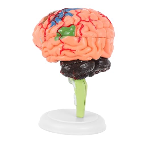 Alipis 1 Stück Gehirnmodell übereinstimmen Anatomiemodell Anatomisches Modell des menschlichen Gehirns Anatomie -Modelle Anatomie des Gehirns menschliches Gehirn Modell Anatomie PVC Alipis 1 Stück Gehirnmodell übereinstimmen Anatomiemodell Anatomisches Modell des menschlichen Gehirns Anatomie -Modelle Anatomie des Gehirns menschliches Gehirn Modell Anatomie PVC von Alipis