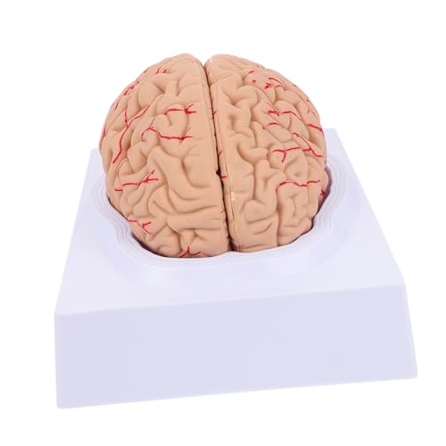 Alipis 1Pc Gehirnmodell Gehirnmodell Anatomiemodell Medizinisches Lehrmodell Mann Blutmodell Anatomisches Modell Anatomie Schädelmodell Medizinisches Zerebrovaskuläres Modell Pvc von Alipis