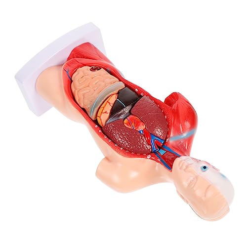 Alipis 1Satz Anatomisches Modell Des Menschlichen Körpers Herz Organmodell aus Zerlegbar für Biologieunterricht Medizinische Ausbildung für Lehrzwecke von Alipis
