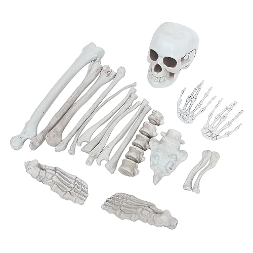 Alipis 1Satz Teiliges Menschliches Skelett Modell aus Halloween Deko Realistische Knochen für Grusel für Partys von Alipis