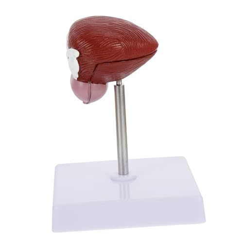 Alipis 1Stück Anatomiemodell aus Anatomisches Lehrmittel für Medizinische Ausbildung Tragbar Leicht für Unterricht Demonstration Blasenkonstruktion Alipis 1Stück Anatomiemodell aus Anatomisches Lehrmittel für Medizinische Ausbildung Tragbar Leicht für Unterricht Demonstration Blasenkonstruktion von Alipis