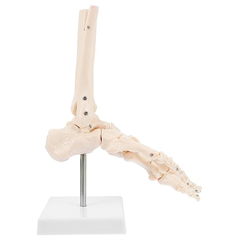 Alipis 1Stück Anatomisches Fußskelett aus Detaillierte Darstellung Fuß Knöchelknochen für Medizinische Ausbildung Unterrichtshilfen Alipis 1Stück Anatomisches Fußskelett aus Detaillierte Darstellung Fuß Knöchelknochen für Medizinische Ausbildung Unterrichtshilfen von Alipis