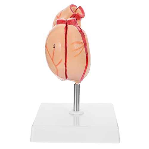 Alipis 1Stück Anatomisches Magenmodell Lebensechtes Lehrmodell für Medizinische Ausbildung Realistische Darstellung mit Detailgenauigkeit Alipis 1Stück Anatomisches Magenmodell Lebensechtes Lehrmodell für Medizinische Ausbildung Realistische Darstellung mit Detailgenauigkeit von Alipis