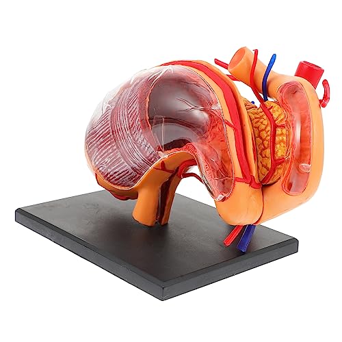 Alipis 1Stück Anatomisches Magenmodell aus Lehrmittel für Wissenschaftsunterricht Realistisches Modell für Lehrer Unterstützung Alipis 1Stück Anatomisches Magenmodell aus Lehrmittel für Wissenschaftsunterricht Realistisches Modell für Lehrer Unterstützung von Alipis