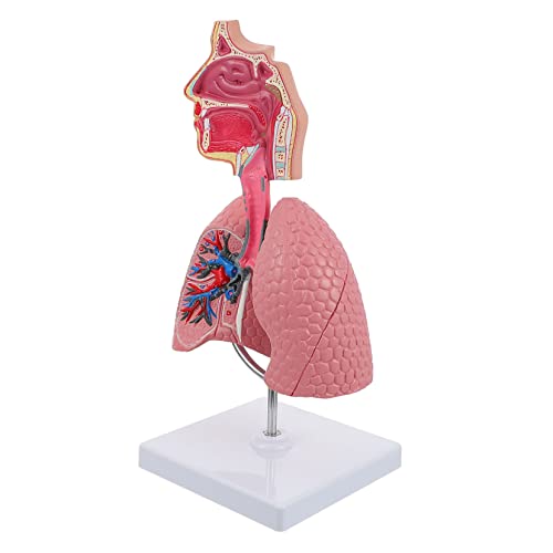 Alipis 1Stück Atemwegs Lungenmodell für Schule Studium Lebendiges Display Modell zur Physiologie für Medizinschulen Pflegeschulen Gesundheitsbildung Alipis 1Stück Atemwegs Lungenmodell für Schule Studium Lebendiges Display Modell zur Physiologie für Medizinschulen Pflegeschulen Gesundheitsbildung von Alipis