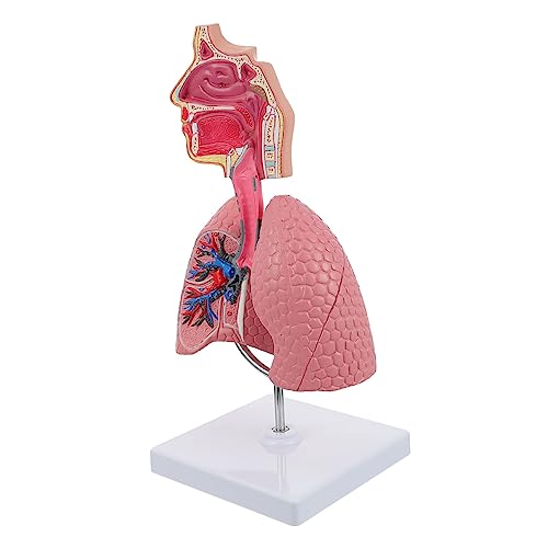 Alipis 1Stück Lungenmodell für Unterricht Anatomisches Atemwegs Modell Human Demonstrationswerkzeug für Schule Universität Labor Einfach zu Bedienen Alipis 1Stück Lungenmodell für Unterricht Anatomisches Atemwegs Modell Human Demonstrationswerkzeug für Schule Universität Labor Einfach zu Bedienen von Alipis