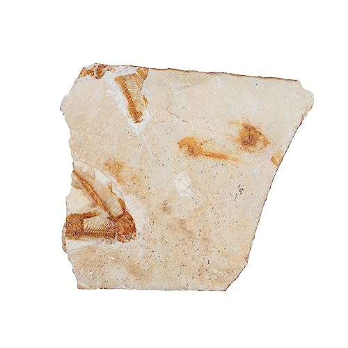 Alipis 1Stück Paläontologie Fisch Specimen Wissenschaftliche Dekoration für Labor Unterricht für Fossilien Sammler als Desktop Ornament Alipis 1Stück Paläontologie Fisch Specimen Wissenschaftliche Dekoration für Labor Unterricht für Fossilien Sammler als Desktop Ornament von Alipis