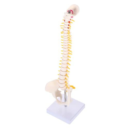 Alipis 1Stück Wirbelsäulenmodell Aus Anatomisches Modell Menschlichen Wirbelsäule Für Medizinische Ausbildung Präsentationen Für Arztpraxen Krankenhäuser von Alipis