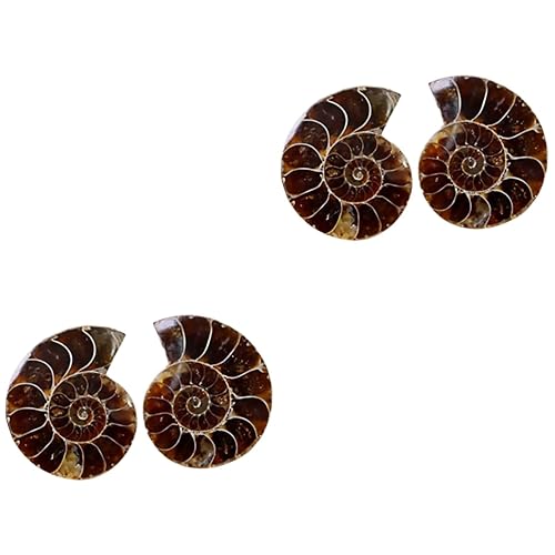 Alipis 2 Sätze Ammoniten Exemplar Fossilien Paläontologie Link Ornamente Dekorationen Wissenschaftsexemplar 2 Stück * 2 von Alipis