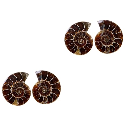 Alipis 2 Sätze Fossilien Exemplare Natursteine Zur Dekoration Lehrmittel Für Paläontologie Große Ammoniten Für Unterricht Geburtstagsgeschenke Sammlungen 2 Stück * 2 von Alipis