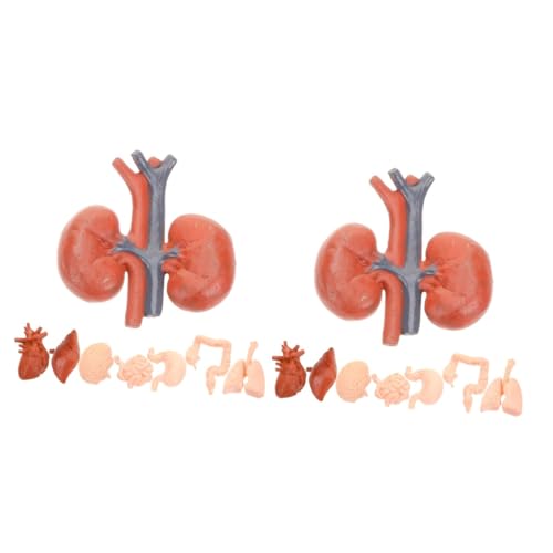 Alipis 2 Sätze Montessori Lehrhilfemodell Lunge Teile Lehrmittel Requisiten Für Den Anatomischen Unterricht Anatomisches Modell Unterrichten Magen Anatomie Organe Muskel Pvc 8 Stück * 2 Alipis 2 Sätze Montessori Lehrhilfemodell Lunge Teile Lehrmittel Requisiten Für Den Anatomischen Unterricht Anatomisches Modell Unterrichten Magen Anatomie Organe Muskel Pvc 8 Stück * 2 von Alipis