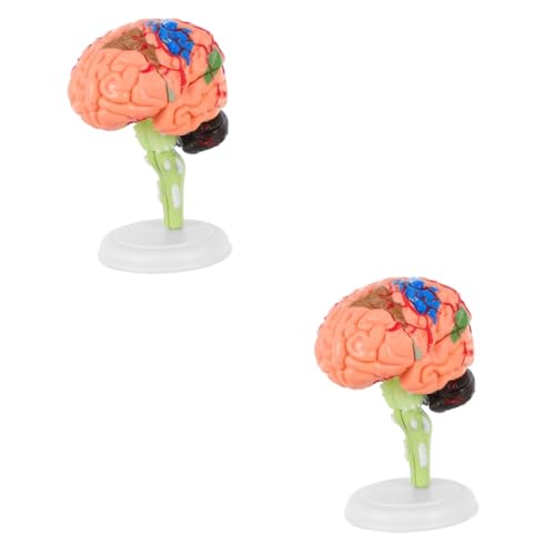 Alipis 2 Stck. Anatomisches Gehirnmodell für Medizinische Zerlegbares Gehirnmodell zur Erklärung Menschlichen Gehirnstruktur für Lehrende Lernende Alipis 2 Stck. Anatomisches Gehirnmodell für Medizinische Zerlegbares Gehirnmodell zur Erklärung Menschlichen Gehirnstruktur für Lehrende Lernende von Alipis