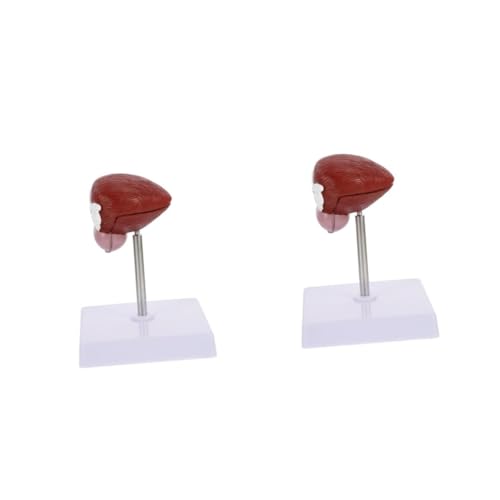 Alipis 2 Stck. Blasenanatomie -modell Medizinisches Blasenmodell Modell Der Schulblase Lebensechtes Anatomisches Blasenmodell Lehre Anatomisches Modell Biologische Lehre Plastik Alipis 2 Stck. Blasenanatomie -modell Medizinisches Blasenmodell Modell Der Schulblase Lebensechtes Anatomisches Blasenmodell Lehre Anatomisches Modell Biologische Lehre Plastik von Alipis