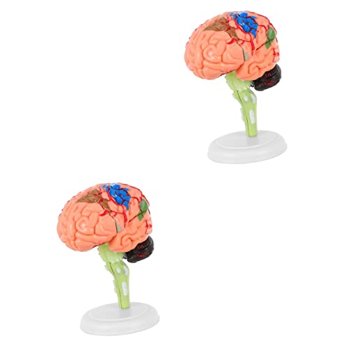 Alipis 2 Stck. Gehirnmodell Anatomie -Modelle übereinstimmen Modell des menschlichen Gehirns Anatomie -Studienmodelle Anatomiemodell menschlicher Organe Modell Anatomie PVC von Alipis