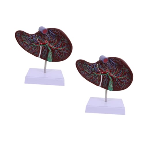 Alipis 2 Stück Anatomisches Modell Der Leber Medizinisches Lebermodell Lehre Lebermodell Des Menschlichen Körpers Modell Der Leberanatomie -lebermodell 3d-lebermodell Plastik von Alipis