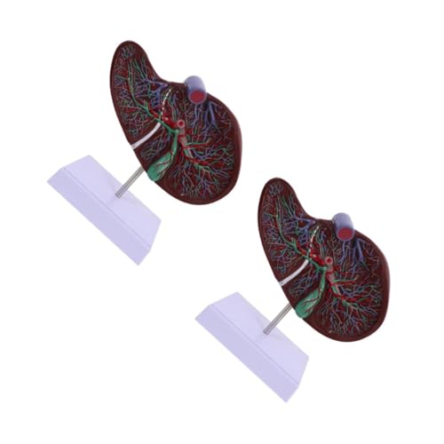 Alipis 2 Stück Anatomisches Modell der Leber Lehre anatomisches Lebermodell 3D-Lebermodell Anatomisches Modell der menschlichen Leber Anatomie modelliert den menschlichen Körper Plastik von Alipis