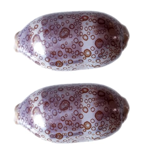 Alipis 2 Stück Cowrie Muscheln Dezente Meeresmuschel Deko für Aquarien Crafting und Heimdekoration Zufällige Farben für Kreative Arrangements und Tropische Zufällige Farbe Alipis 2 Stück Cowrie Muscheln Dezente Meeresmuschel Deko für Aquarien Crafting und Heimdekoration Zufällige Farben für Kreative Arrangements und Tropische Zufällige Farbe von Alipis