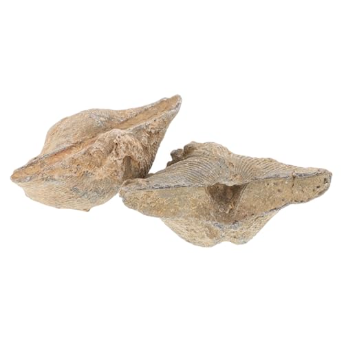 Alipis 2 Stück Fossilien Exemplare Natur Dekoration für Paläontologie Edukatives Lehrmaterial zur Des Lernens für Schule Büro oder Zuhause Alipis 2 Stück Fossilien Exemplare Natur Dekoration für Paläontologie Edukatives Lehrmaterial zur Des Lernens für Schule Büro oder Zuhause von Alipis