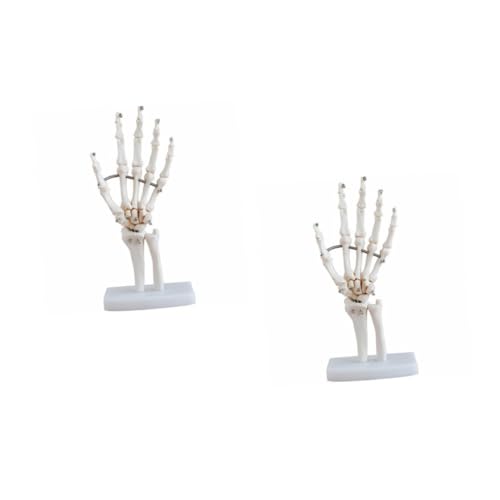 Alipis 2 Stück Hand Skeleton Modell mit Gelenken Anatomisches Modell für Ärzte und Bildungseinrichtungen Vollständig Beweglich für und Medizinische Klassenzimmer von Alipis
