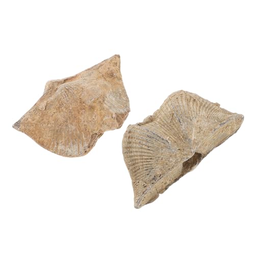Alipis 2Stücke Fossilienexemplar Natürliches Muschelfossil Für Unterricht Heimdekoration Authentisches Meeresexemplar Für Enthusiasten Schmuck Sammler von Alipis