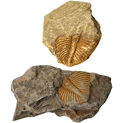 Alipis 2 Stück Trilobiten Fossilien für Kinder Paläontologie Lehrmaterial Tischschmuck und Dekoration für Geburtstagsfeiern und Bildungszwecke von Alipis