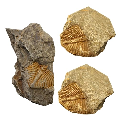 Alipis 3 Stück Teiliges Trilobiten Fossilienkit Echte Trilobiten Skulpturen für Tischdekoration und Bildungszwecke Vielseitige Fossilien Sammelobjekte Alipis 3 Stück Teiliges Trilobiten Fossilienkit Echte Trilobiten Skulpturen für Tischdekoration und Bildungszwecke Vielseitige Fossilien Sammelobjekte von Alipis
