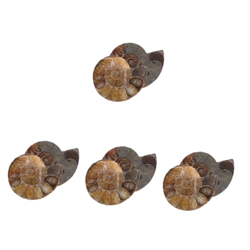 Alipis 4 Sätze Modelle Zur Sammlung Ammoniten-modelle Ammoniten-skulptur Ammoniten-exemplar Lustige Ammonitenmodelle Modelle Zum Lernen Natürliches Muschelfossil Dunkelbraun 2 Stück * 4 Alipis 4 Sätze Modelle Zur Sammlung Ammoniten-modelle Ammoniten-skulptur Ammoniten-exemplar Lustige Ammonitenmodelle Modelle Zum Lernen Natürliches Muschelfossil Dunkelbraun 2 Stück * 4 von Alipis