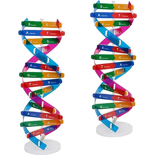 Alipis ADN-Modelle, 2-teilig, Doppelpropeller, Modellkomponenten, Wissenschaft, Molekularmodell, pädagogisches Lerninstrument, Spielzeug für frühe Bildung von Alipis