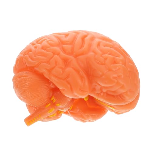 Alipis Anatomisches Gehirnmodell Lebensgroß Abnehmbar Präzise Neurologisches Modell mit Displaybasis für Medizinische Ausbildung und Klassenzimmerunterricht von Alipis