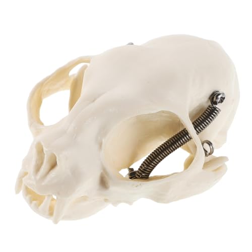 Alipis Anatomisches Katzen Skelettmodell Realistisches Schädelmodell für Studium Unterricht Halloween Deko Detaillierter Anatomischer Anleitungen zur Des Verständnisses von Alipis Anatomisches Katzen Skelettmodell Realistisches Schädelmodell für Studium Unterricht Halloween Deko Detaillierter Anatomischer Anleitungen zur Des Verständnisses von von Alipis