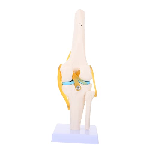 Alipis Anatomisches Modell Für Medizinische Ausbildung Unterrichtshilfen Simulations Knie Joint Modell Zur Demonstration Des Menschlichen von Alipis