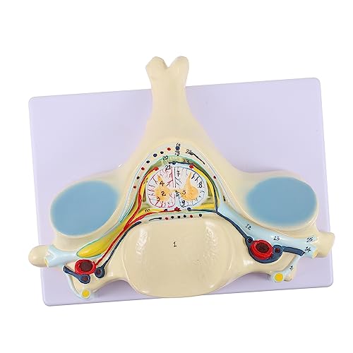 Alipis Anatomisches Modell Halswirbelsäule Vergrößertes Modell Fünften Halswirbel mit Rückenmark für Anatomieunterricht und Studienzwecke von Alipis