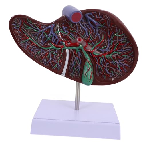 Alipis Anatomisches Modell der Leber Lebermodell des menschlichen Körpers Anatomie des Körpermodells anatomisches Lebermodell Lehre medizinisches Lebermodell anzeigen Orgelmodelle Plastik von Alipis