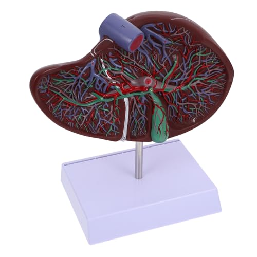Alipis Anatomisches Modell der Leber Schulanzeige menschliche Leber Lebermodell des menschlichen Körpers Anatomisches Lebermodell Gallenblasenmodell medizinisches Lebermodell anzeigen von Alipis