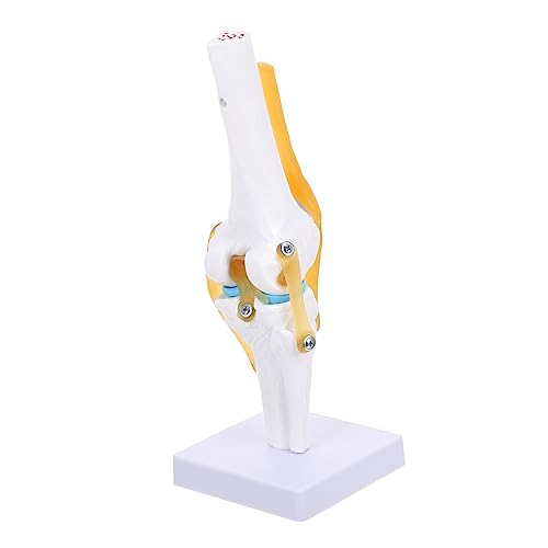 Alipis Anatomisches Modell für Medizinische Lehrzwecke Flexibles Design zur Demonstration von aus Korrosionsbeständigem Hilfsmittel Alipis Anatomisches Modell für Medizinische Lehrzwecke Flexibles Design zur Demonstration von aus Korrosionsbeständigem Hilfsmittel von Alipis