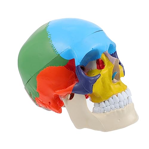 Alipis Anatomisches Schädelmodell Farbig Realistische Lehrmodell Menschlicher Schädel Detailliertes Medizinisches Kopfmodell für Schüler Lehrer und Medizinstudenten Anschauliche Alipis Anatomisches Schädelmodell Farbig Realistische Lehrmodell Menschlicher Schädel Detailliertes Medizinisches Kopfmodell für Schüler Lehrer und Medizinstudenten Anschauliche von Alipis