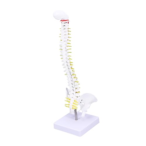 Alipis Anatomisches Wirbelsäulenmodell aus Detaillierte Darstellung für Medizinisches Training und Lehrzwecke für Ärzte Studenten und Pflegekräfte von Alipis