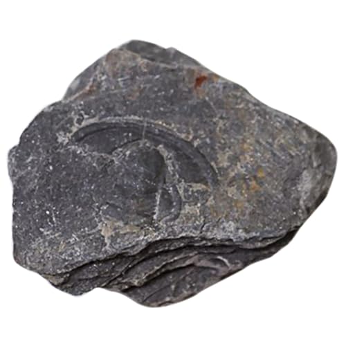 Alipis Dekoobjekt aus Hochwertigem Material Naturgetreues Paläontologie Modell Sicher für und Sammlung als Tischornament zur Kreativen Wissensvermittlung von Alipis